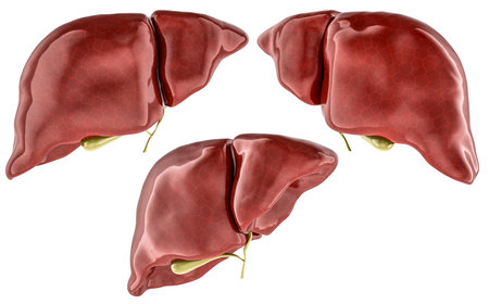 Detailed human livers with gallbladders, anatomical 3d model. Side and front, views. 3D rendering isolated on white backgroundの写真素材