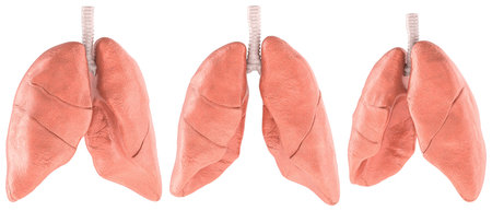 Human lungs, realistic 3d model with trachea. Side and front, views. 3D rendering isolated on white backgroundの写真素材