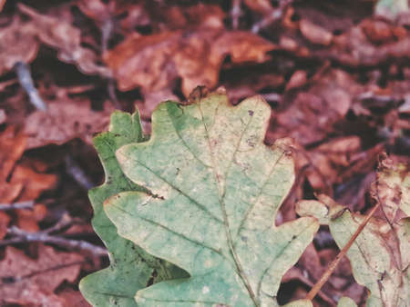 Autumn leaves on groundの写真素材