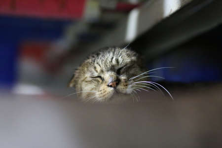 a cute cat sleeping on some pipeの写真素材