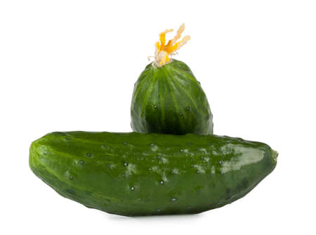 Green cucumber on each other isolated on white backgroundの写真素材