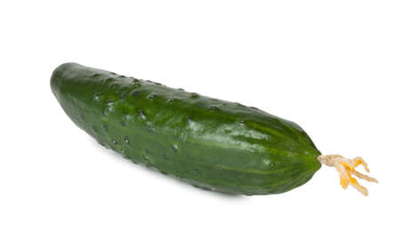 Green ripe juicy cucumber isolated on white backgroundの写真素材