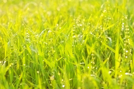 Bright green luscious grass with drops of morning dewの写真素材