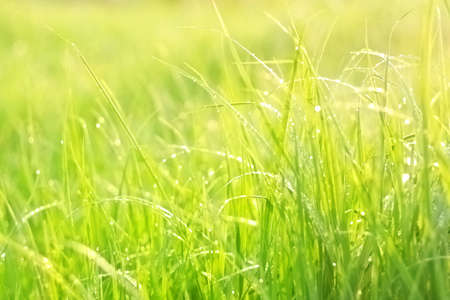 Bright green lush grass with dew dropsの写真素材