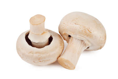Two raw mushroom isolated on white backgroundの写真素材