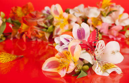 Flowers are a beautiful bright red background in the alstroemeriaの写真素材
