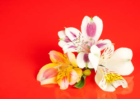 Alstroemeria flowers laid out on a glossy red backgroundの写真素材