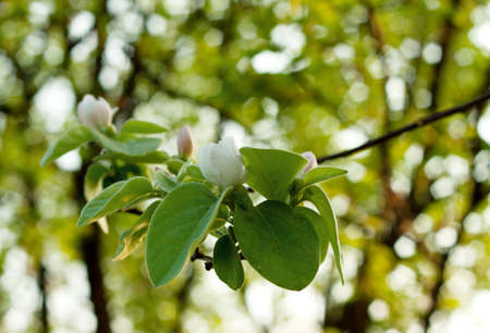 The branch with flower and bud against a background of treesの写真素材