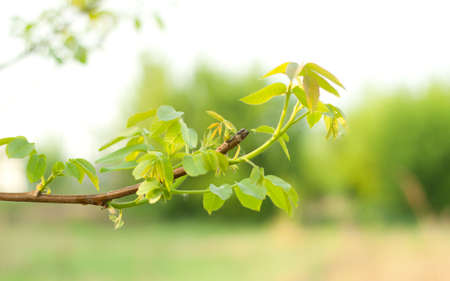 The branch with green leaves and cobwebsの写真素材