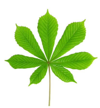 Green leaf chestnut isolated on white backgroundの写真素材