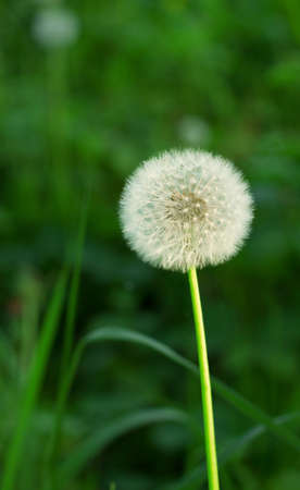 Bright ripe dandelion on a background of green grassの写真素材