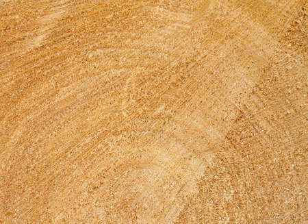 The texture of the trunk cut down willow の写真素材