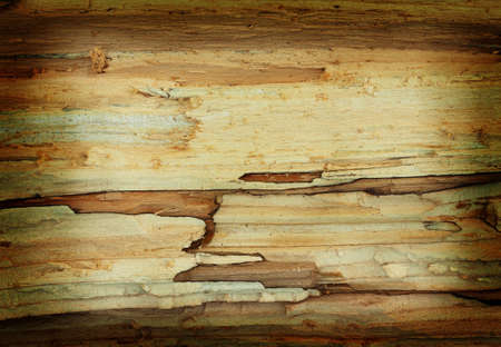 The texture of the trunk sawn willowの写真素材