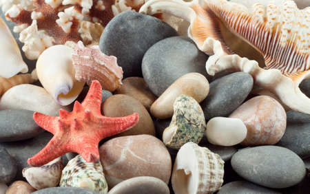 Red starfish with shells on the sea rocksの写真素材
