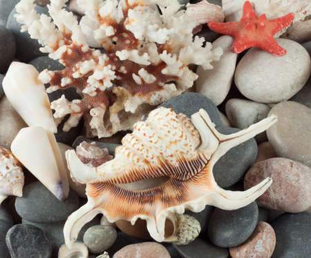 The background of sea shells, rocks and sea starsの写真素材