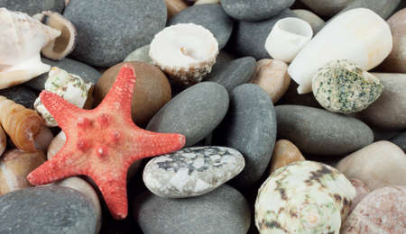 Background with a red starfish and seashellsの写真素材