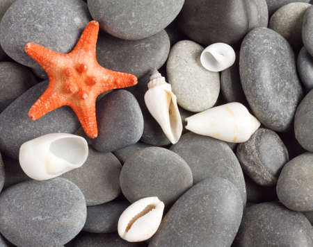 Orange five-pointed starfish on the sea rocksの写真素材