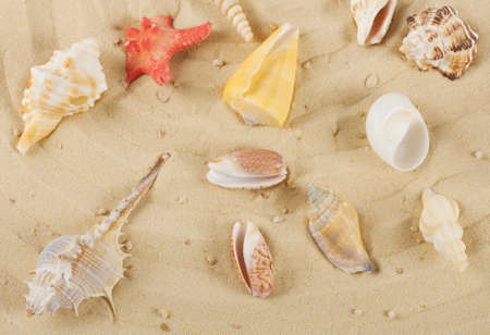 Background with colored shells and starfish on the yellow sandの写真素材