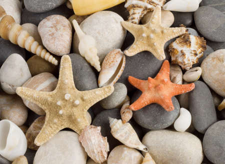 Background with different shells and sea five-pointed starsの写真素材
