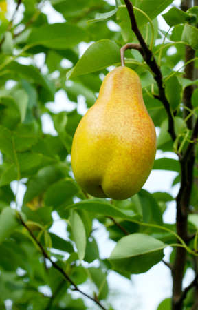 Ripe yellow pear hanging on a branchの写真素材