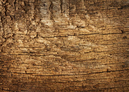 Background texture of old dead the treeの写真素材