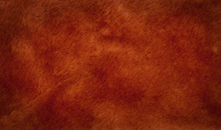 The background beautiful brown fluffy fur shearedの写真素材