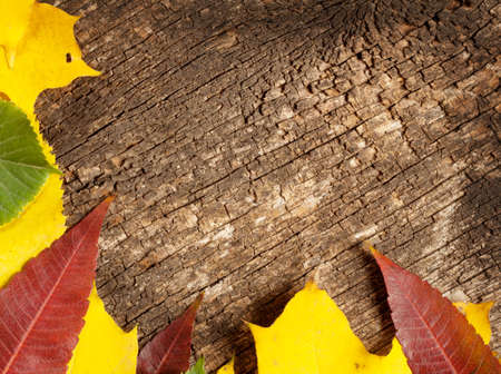Rough wooden background with autumn dry leavesの写真素材