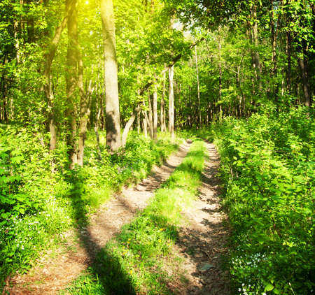 Country road in a green sunny forest