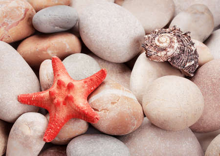 Background of the bright sea stones with starfish and seashells