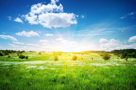 Landscape with white flowers on a green meadowの写真素材