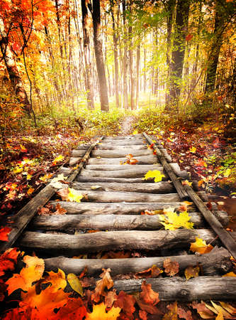 Wooden bridge in the bright autumn forestの写真素材