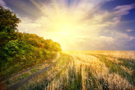 Dramatic sky over the road in field with yellow earsの写真素材