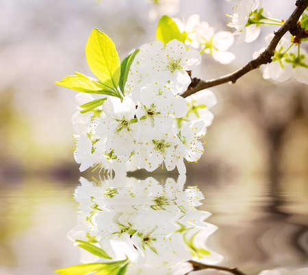 Branch of cherries with white flowers reflected in waterの写真素材