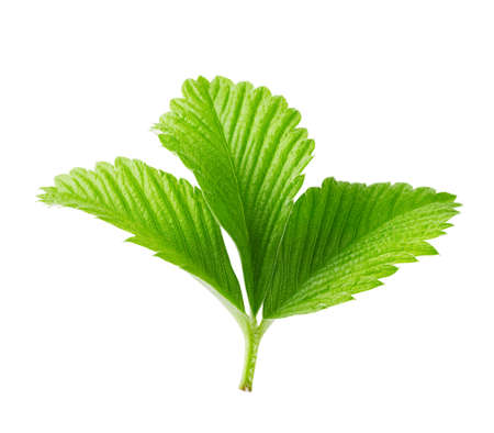 Juicy strawberry leaves isolated on a white backgroundの写真素材