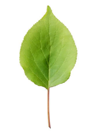 Leaves of apricot isolated on white backgroundの写真素材