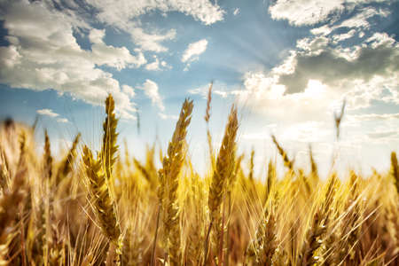 Ripe ears of wheat under the blue sky taken with a blurred backgroundの写真素材
