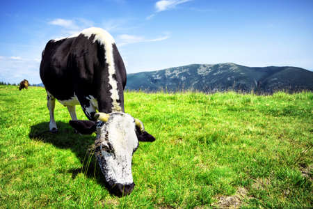 Mountain pasture with a black and white cow under blue skyの写真素材