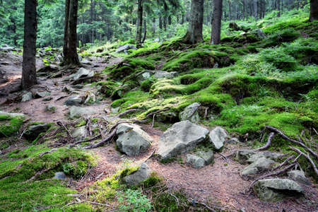 Mysterious forest with rocks and moss among the twisted rootsの写真素材
