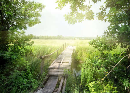 Wooden bridge through the trees leading to the sunの写真素材