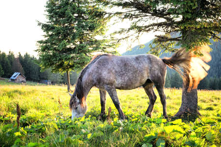 Gray dapple horse with its tail waving in the backlit sunlightの写真素材