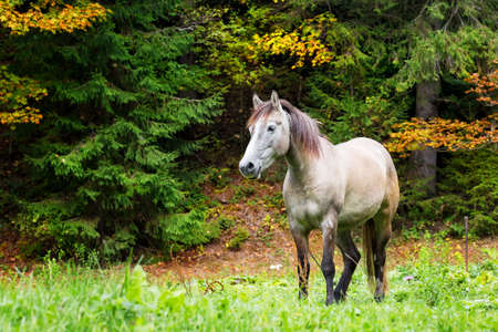 Beige horse in bright grass on background autumn forestの写真素材