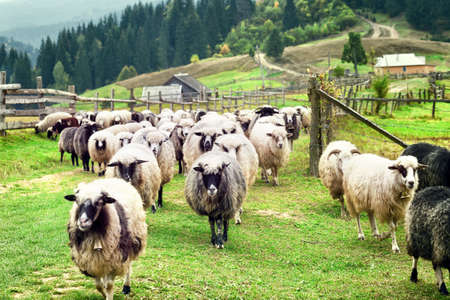 Flock of sheep on farm in the mountainsの写真素材