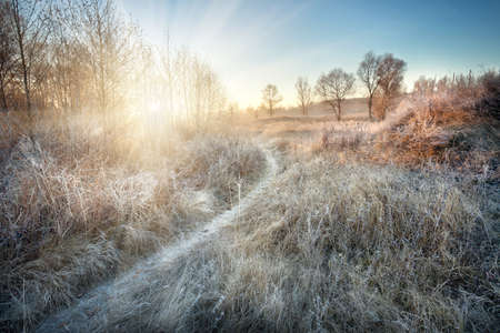 Path in the grass frosted dawnの写真素材