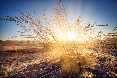 Dawn sun breaks through the bush on the hillの写真素材