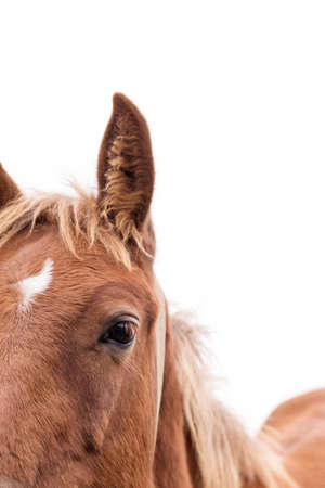 Portrait of horse with beautiful eyes isolated on white backgroundの写真素材