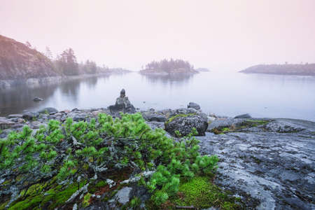 Juniper bush on stone beach in the fogの写真素材