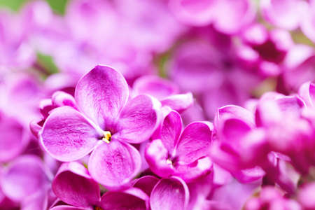 Bright lilac flower shot with selective focusの写真素材