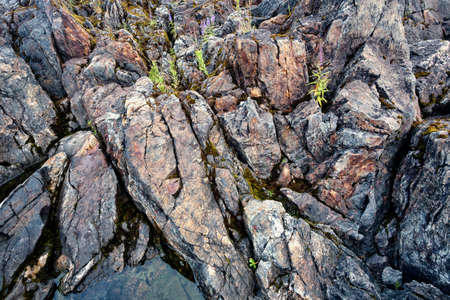 Background texture of stone with sprouts