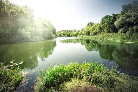 Green reeds on the river under blue skyの写真素材