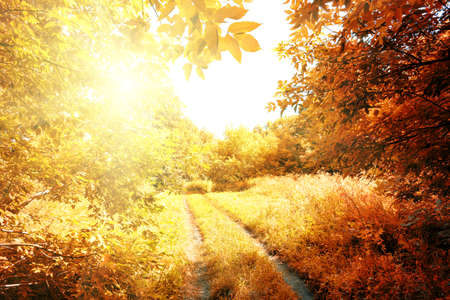 Road to the sun in autumn forest in afternoonの写真素材